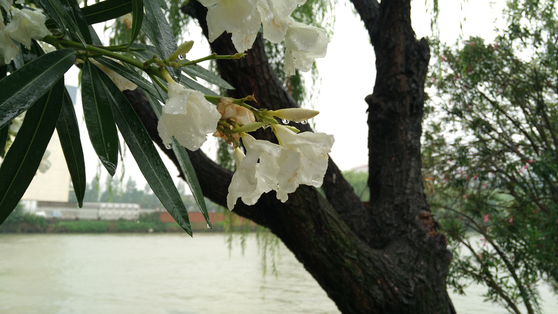 IMG_20150616_130329